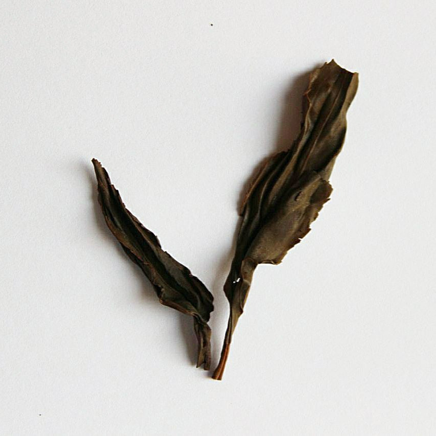 Steeped Zi Ya with a white background