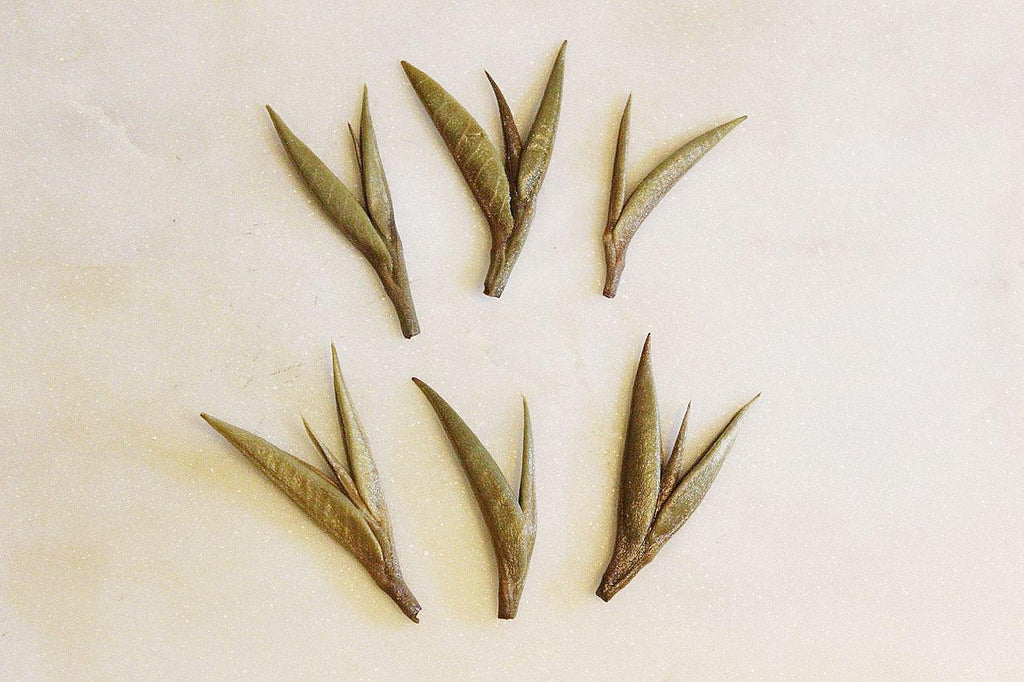 White Tea - Baihao Yinzhen (Silver Needles)