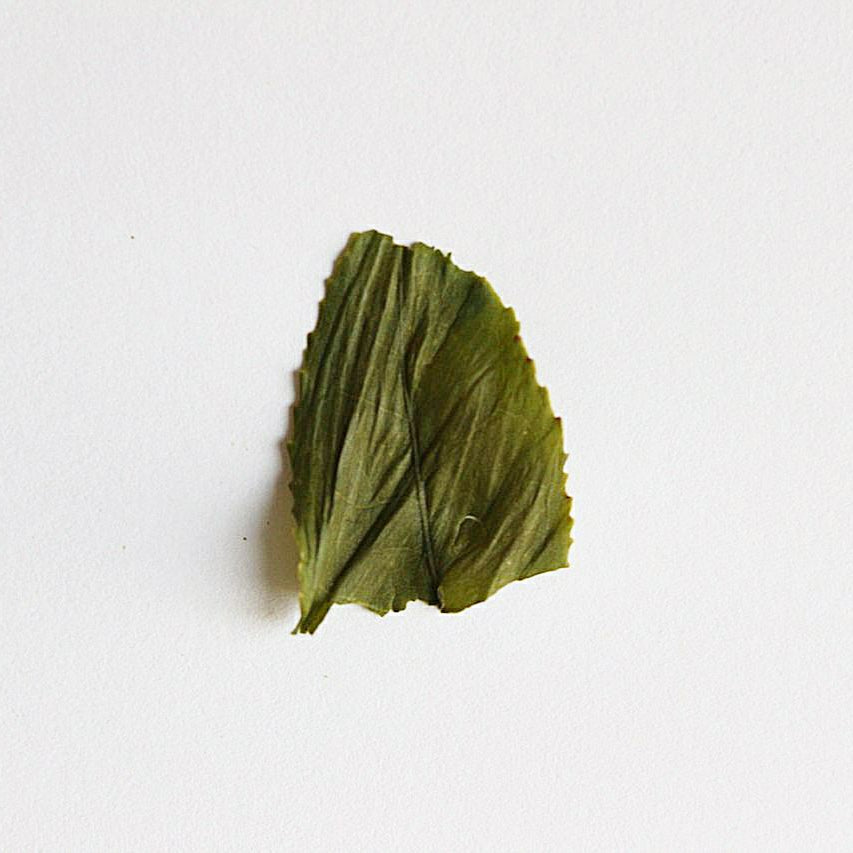 Single sencha leaf on a white background