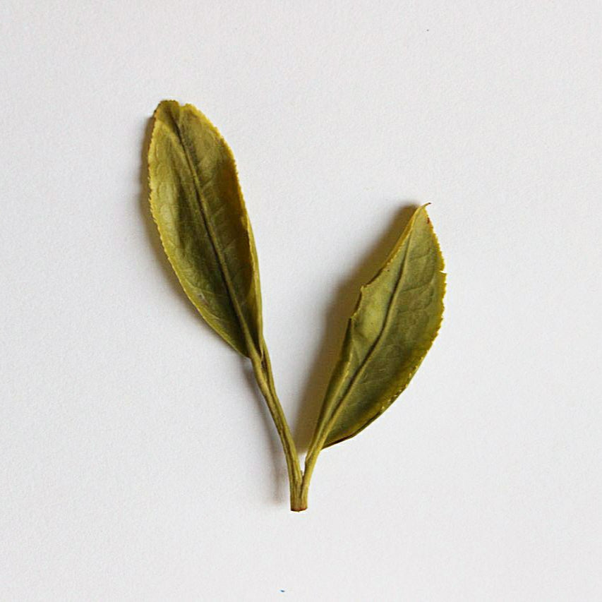 Yellow Tea leaf against a white background
